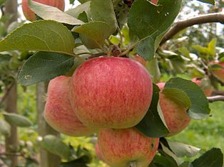 Apfel, Piros