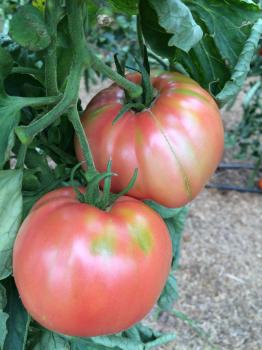 Fleischtomate