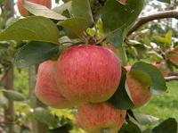 Apfel, Piros