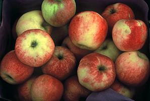Apfel, Jonagold