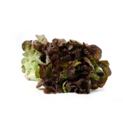 Salat, roter Eichblatt