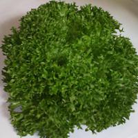 Salat Salanova