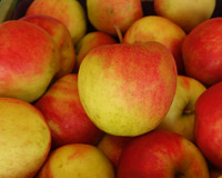 Apfel,10 kg Elstar