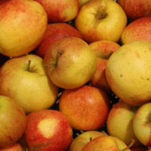 Apfel,12 kg M&uuml;sli&auml;pfel