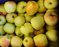 Apfel,10 kg Glockenapfel