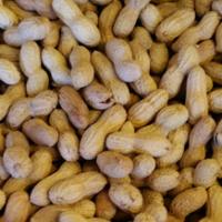 Erdnüsse